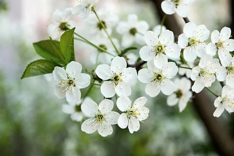 White flowers on cherry branches Stock Photos