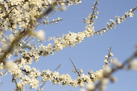 White flowers of cherry plum tree in close-up against blue sky on sunny day Stock Photos
