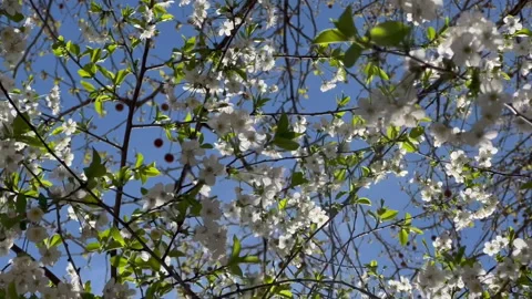 White flowers on cherry tree branches bloom in spring blue sky on background Stock Footage 242423919