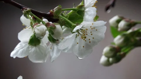 White Flowers of the cherry tree. Close-up Stock Footage 105956158
