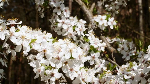 White flowers of on a cherry tree close up. Flowering Cherry flowers. Opening Stock Footage 197117297