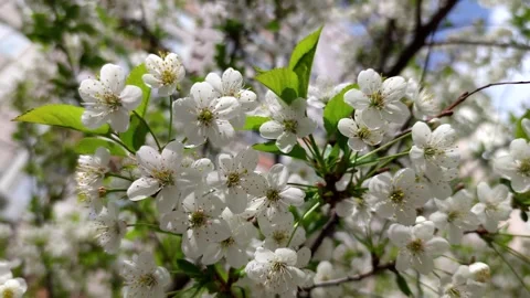 White flowers on cherry tree Stock Footage 257957197