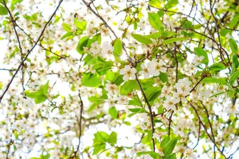 White flowers on a cherry tree Stock Photos