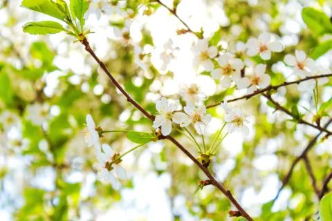 White flowers on a cherry tree Stock Photos