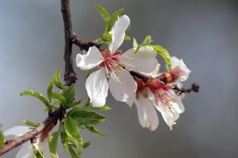 White flowers of cherry tree Stock Photos