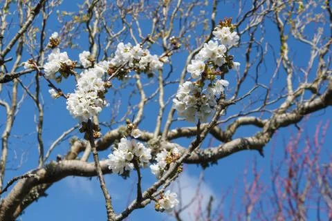 White flowers of cherry tree Stock Photos