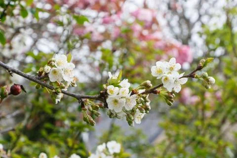 White flowers of cherry tree Stock Photos