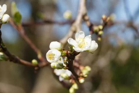 White flowers of cherry tree Stock Photos