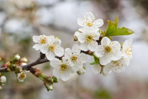White flowers of cherry tree Stock Photos