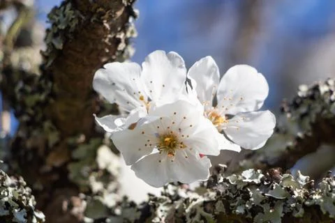 White flowers of cherry tree Stock Photos