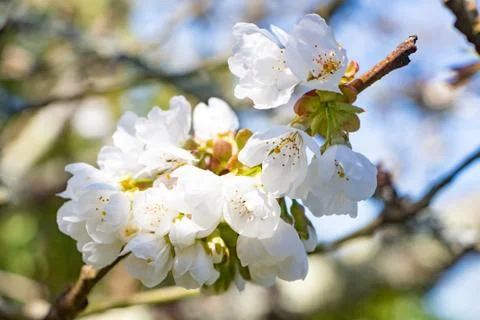 White flowers of cherry tree Foto stock