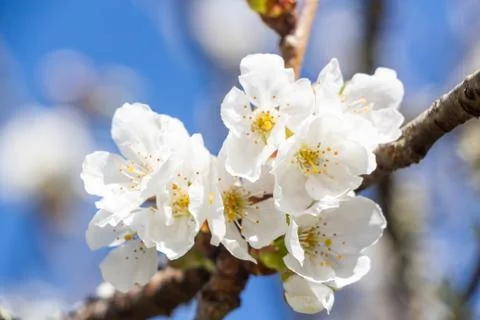 White flowers of cherry tree Stock Photos