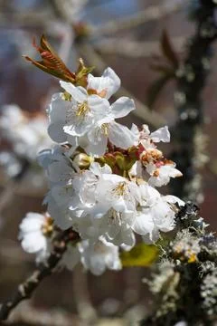 White flowers of cherry tree Stock Photos
