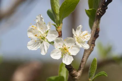 White flowers of cherry tree Foto stock