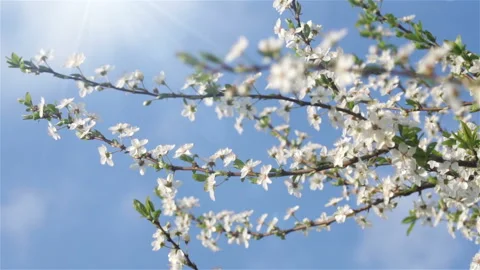 White flowers of cherry tree in spring. Stock Footage 88236426