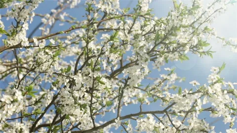 White flowers of cherry tree in spring. Stock Footage 88236576