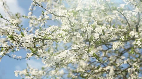 White flowers of cherry tree in spring. Video stock 88237054