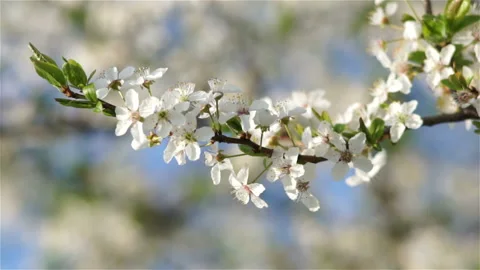 White flowers of cherry tree in spring. Vídeos de archivo 106117858