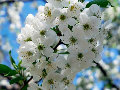 White flowers of a cherry tree in spring Stock Photos