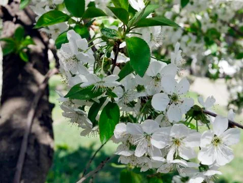 White flowers of a cherry tree in spring Stock Photos