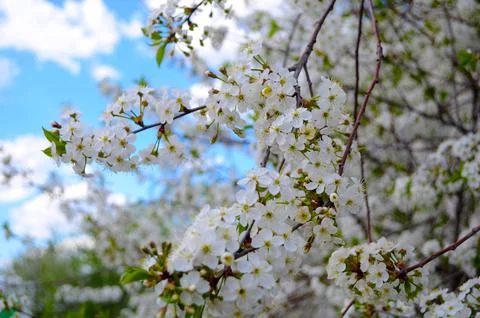 White flowers of cherry tree in spring against blue sky Фото