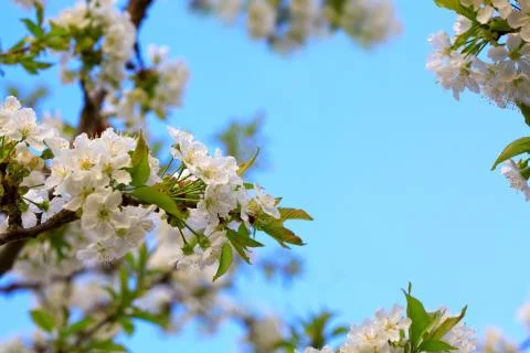 White flowers of cherry trees in the spring. Stock Photos