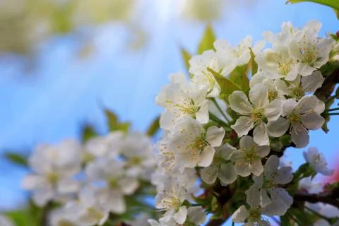 White flowers of cherry trees in the spring. Stock Photos