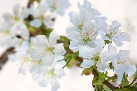 White flowers of cherry trees in the spring. Stock Photos
