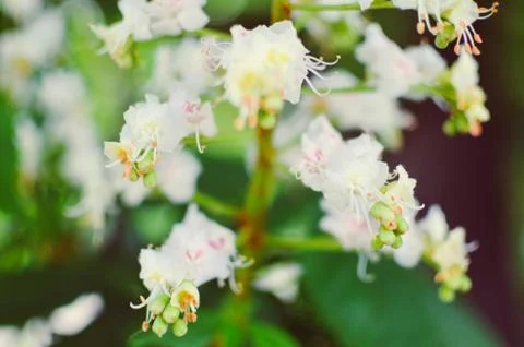 White flowers of chestnut tree close Stock Photos
