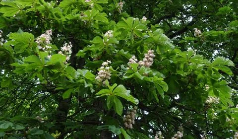 White flowers on a chestnut tree Stock Photos