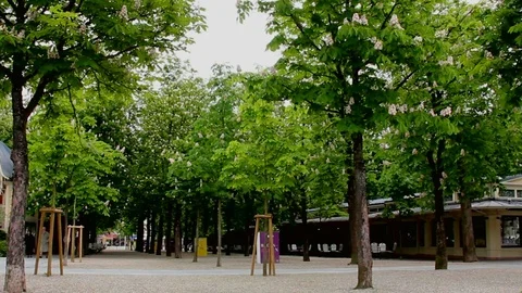 White flowers of chestnut tree in spring time Stock Footage 74456281