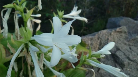 White flowers close-up against a trees and stones. B roll Stock Footage 159706262