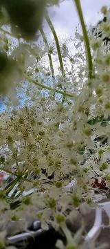 White flowers close-up for background Stock Photos