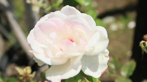 White Flowers close Stock Footage 759416