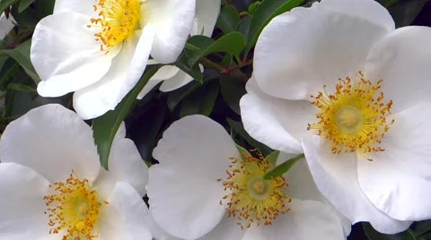 WHITE FLOWERS CLOSE-UP Stock Footage 40065043