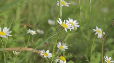 White flowers - close up Stock Footage 43860349