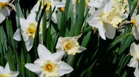 White flowers close-up Stock Footage 63172886