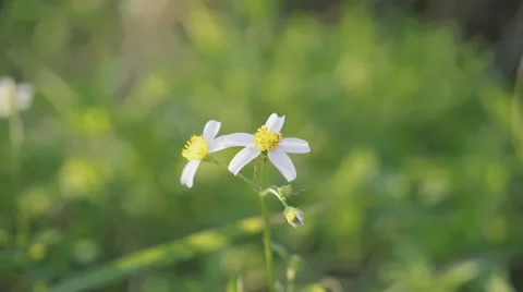 White flowers close-up Stock Footage 64116214