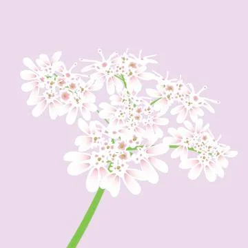White flowers. Close up. Stock Illustration