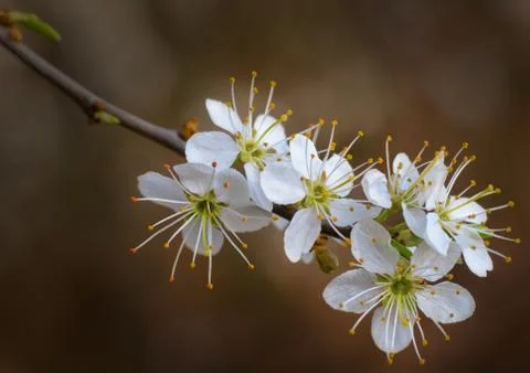 White flowers in close-up 스톡 사진