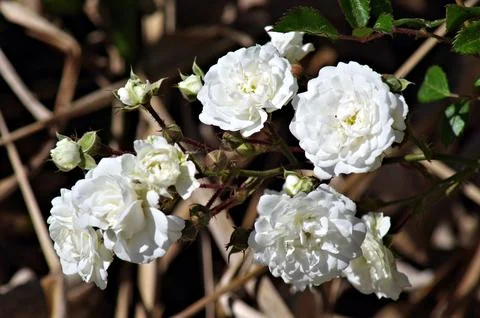 White flowers close view Stock Photos