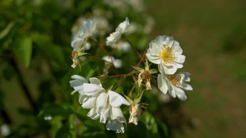 White flowers close up in the wind 動画素材 196281477