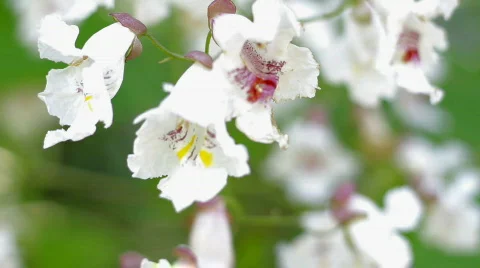 White flowers, closeup     Stock Footage 780948