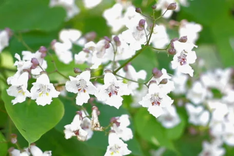 White flowers, closeup  Stock Footage 781044