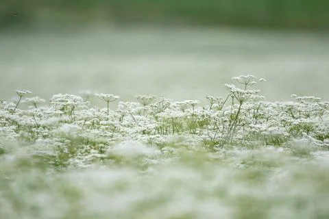 White flowers closeup Stock Photos