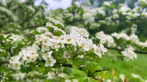 White flowers collected in complex shields on the small tree. Vídeo Stock 315515960
