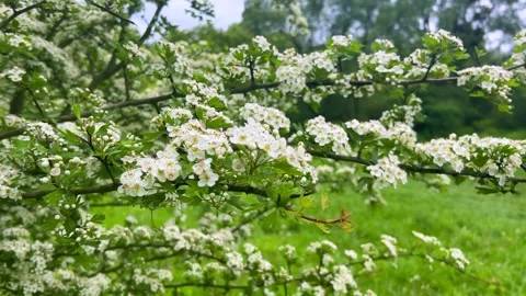 White flowers collected in complex shields on the small tree. Stock-Footage 315516527