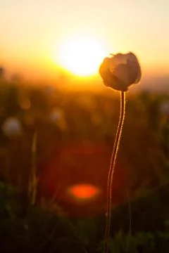 White flowers on a colored sunset sky Stock Photos