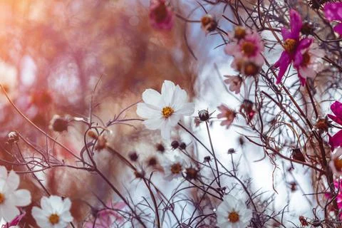 White flowers of cosmos on a light background Stock Photos