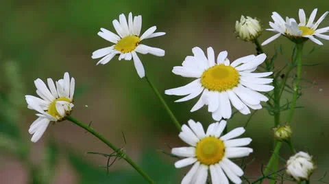 White flowers of daisys Stock Footage 24658774